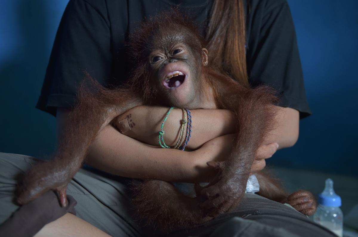 Vena, a seven-month-old baby orangutan at the Air Hitam Besar village