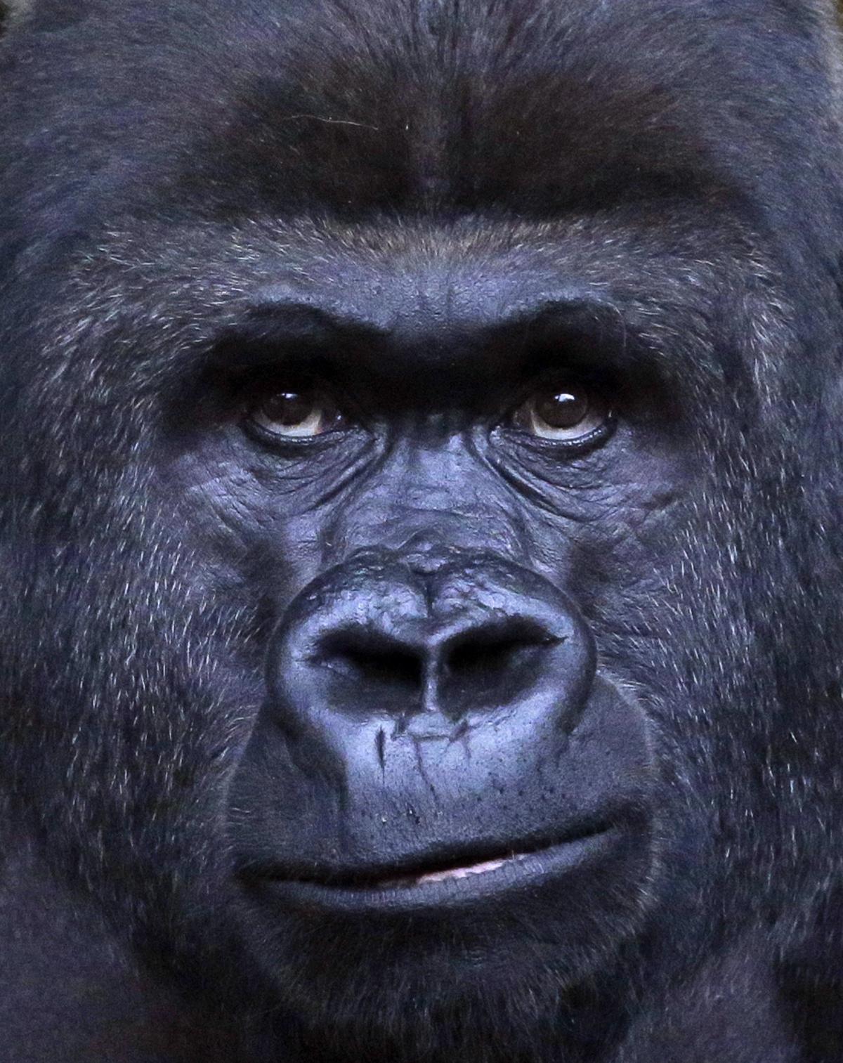 Viatu, a gorilla at the Frankfurt zoo, Germany
