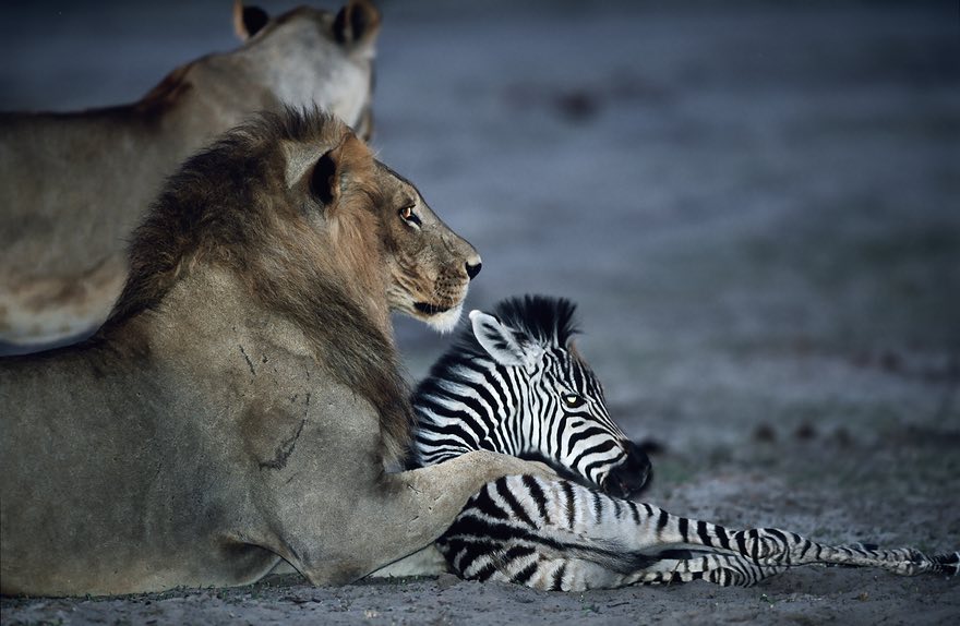 When the Lion Lies Down With the Foal, Chobe national park, Botswana by Adrian Bailey