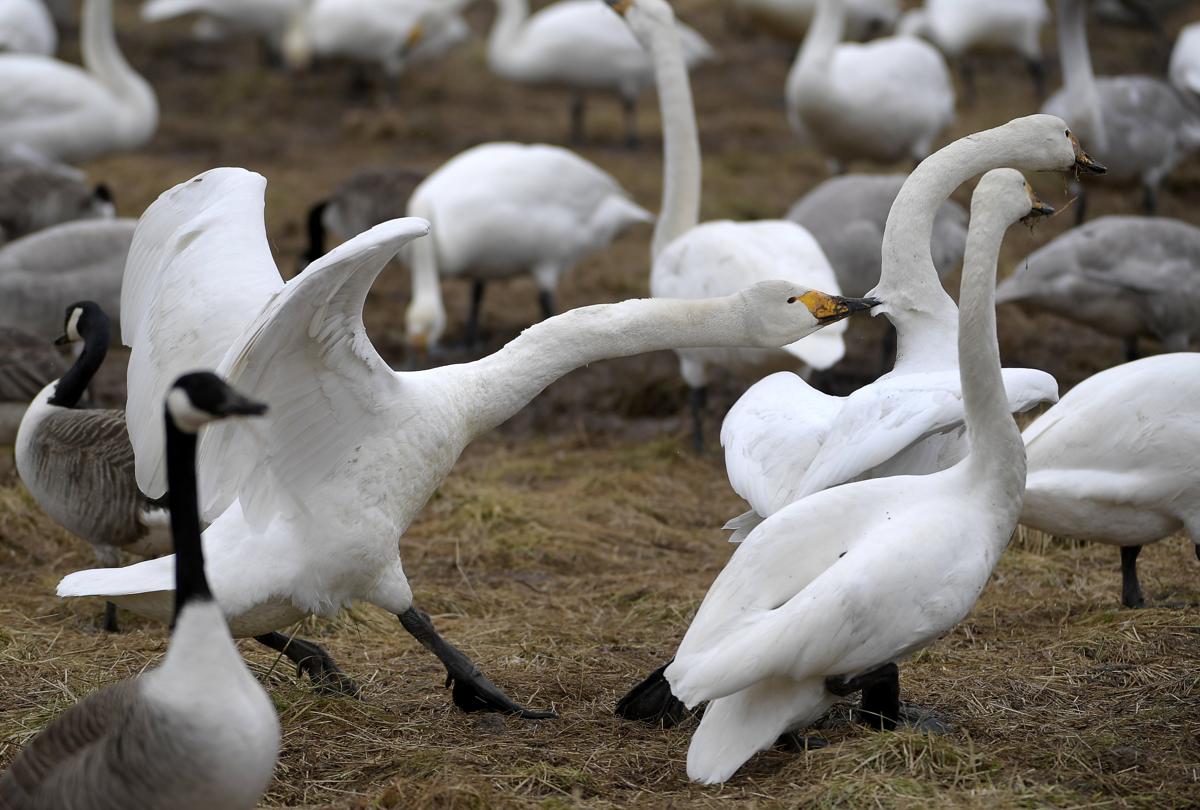 Whooper swans at Lake Tysslingen, near Orebro, Sweden