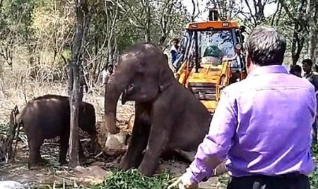 elephant rescue in India