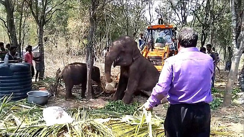 elephant rescue in India