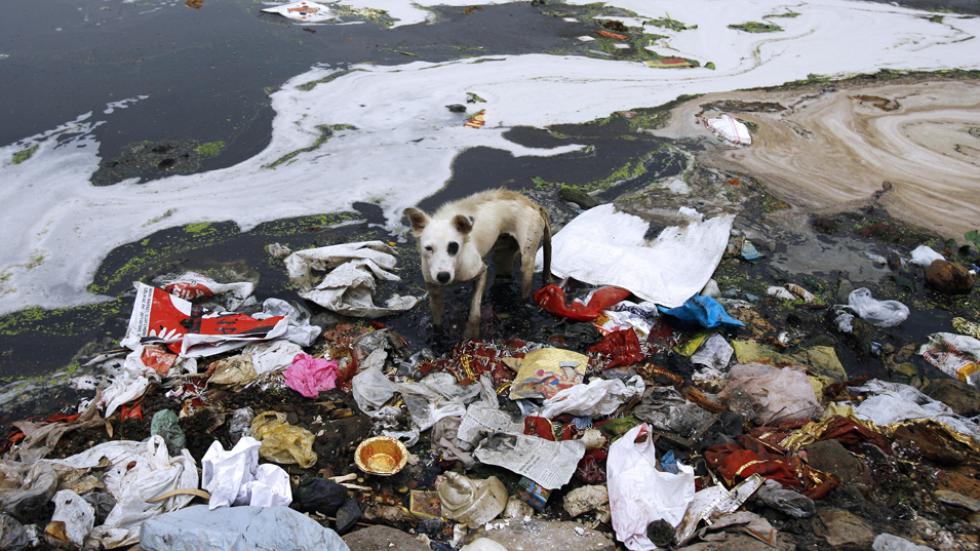 stray dog searches for food in the polluted water of the river Yamuna in New Delhi