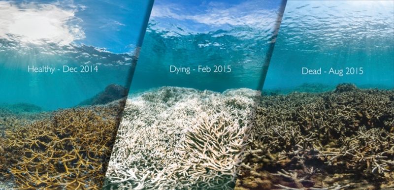 Great barrier reef bleaching