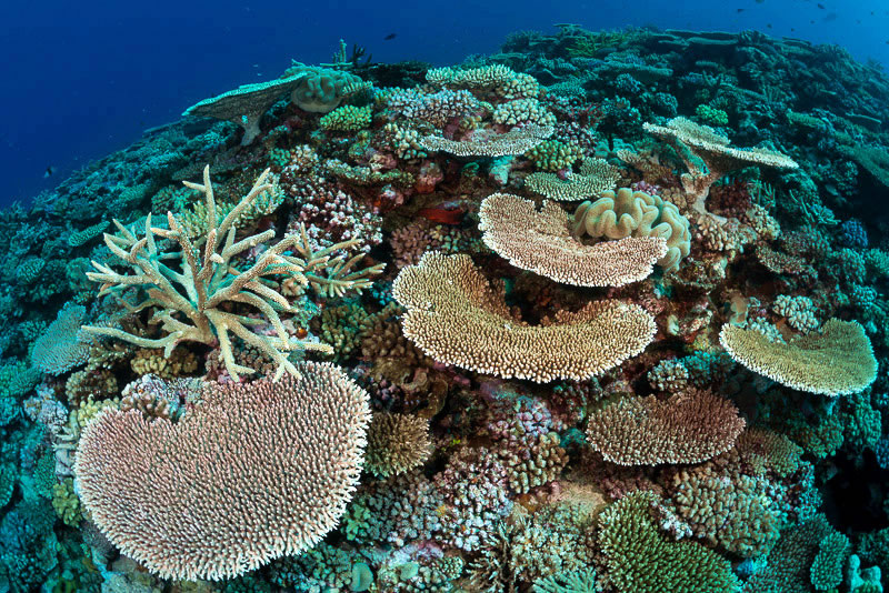 Great-barrier-reef 