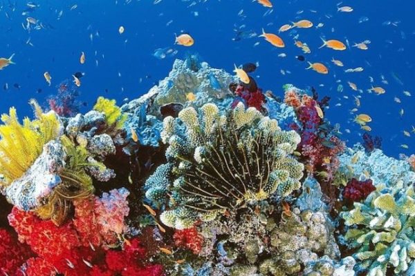 Reef 2050 Long-Term Sustainability Plan