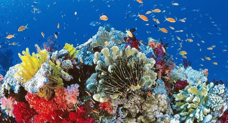 Reef 2050 Long-Term Sustainability Plan 