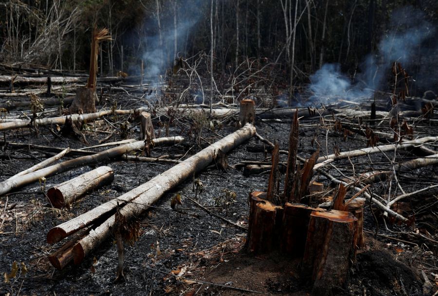Shocking Report: Amazon releases more carbon than it absorbs