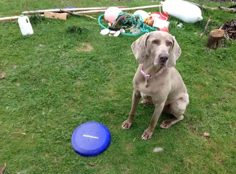 Loli the intelligent Weimaraner