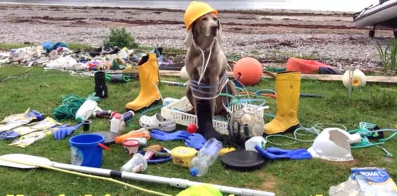 Loli, Intelligent Weimaraner Helps Her Owners in Collecting Plastic Waste Off of the Beaches in UK