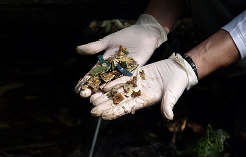 Plastic Eaten by Seabirds - Plastic Pollution