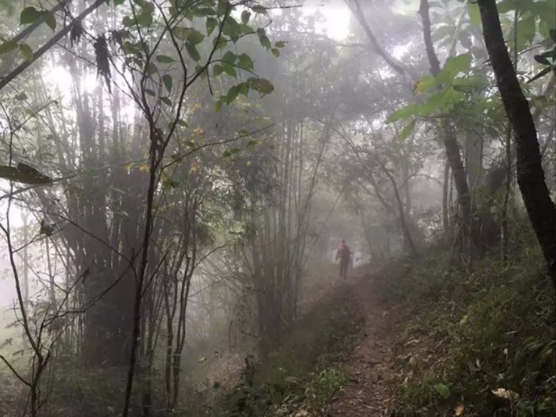 Man Selflessly Dedicated 18 Years to Replanting Forest in Manipur