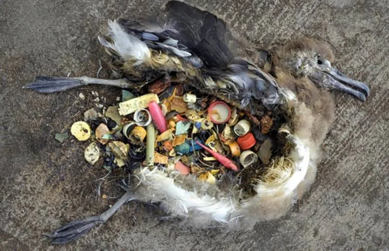 Ocean Plastic Has Potentially Disastrous Effects on Various Marine Species