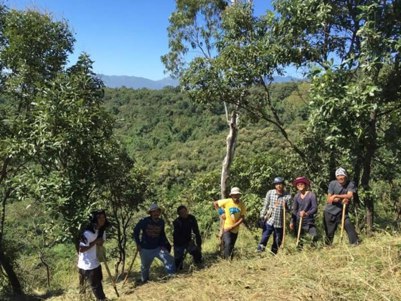 Man Selflessly Dedicated 18 Years to Replanting Forest in Manipur