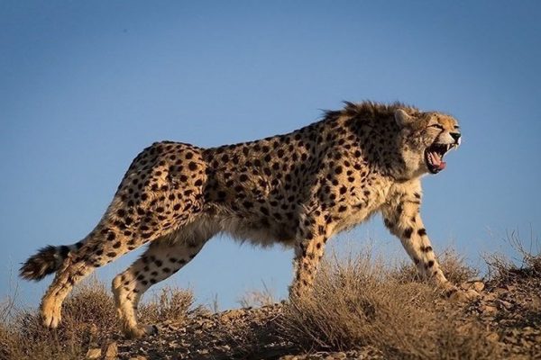 Asiatic_Cheetah