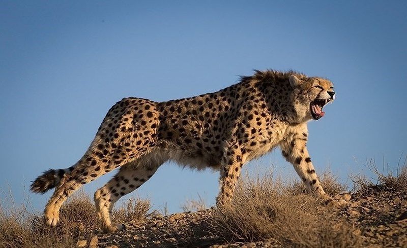 Asiatic_Cheetah