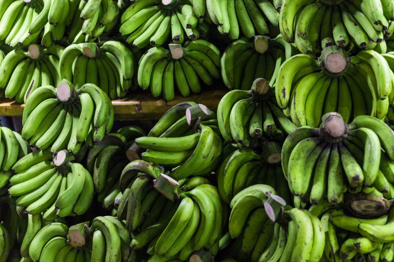 Climate Change Can Reduce Banana Yields in Largest Producer Countries