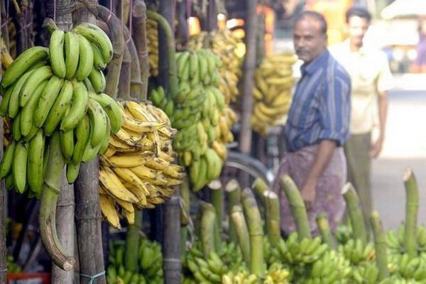 Climate Change Can Reduce Banana Yields in Largest Producer Countries