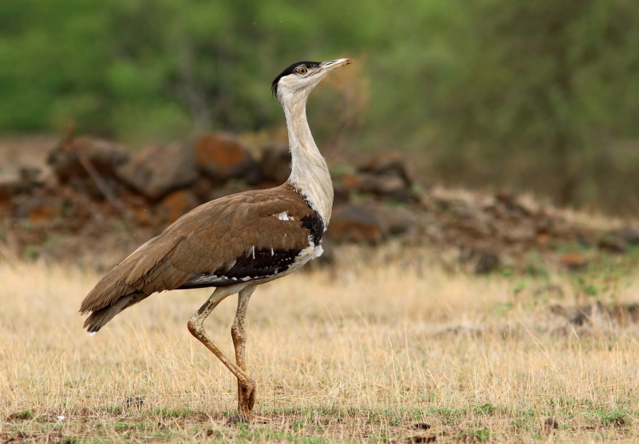 Great Indian Bustard