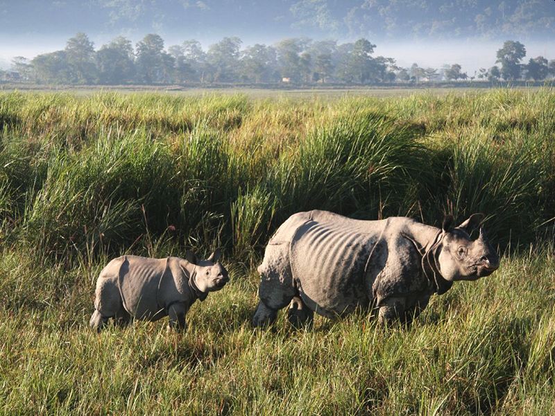 Longest Flyover of India to be built in Kaziranga National Park to Protect Animlas from Vehicle Hits