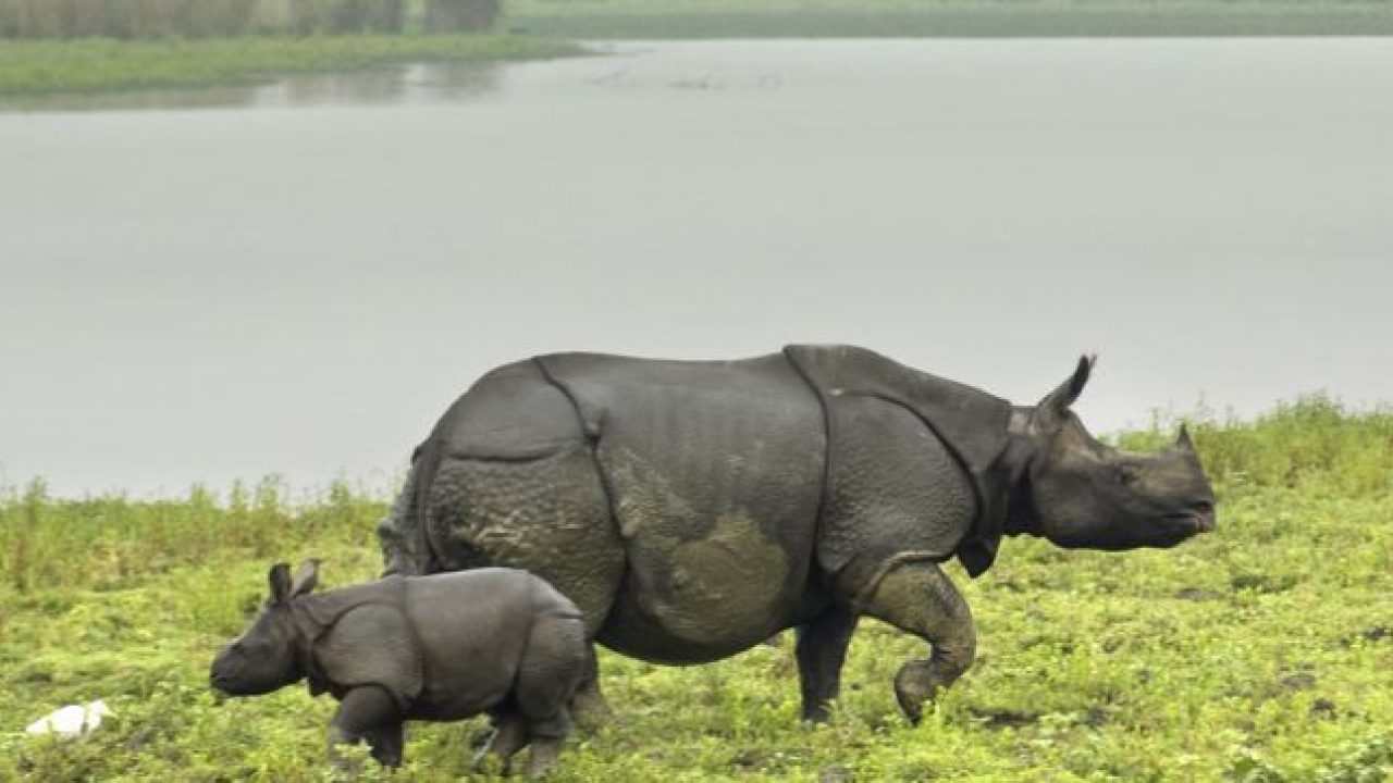 Longest Indian Flyover in Kaziranga National Park to Protect Wild Animals Longest Indian Flyover in Kaziranga National Park to Protect Wild Animals