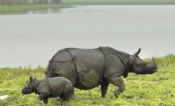 Longest Flyover of India to be built in Kaziranga National Park to Protect Animlas from Vehicle Hits