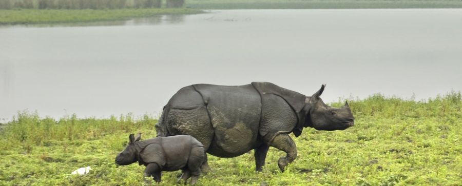 Longest Flyover of India to be built in Kaziranga National Park to Protect Animlas from Vehicle Hits