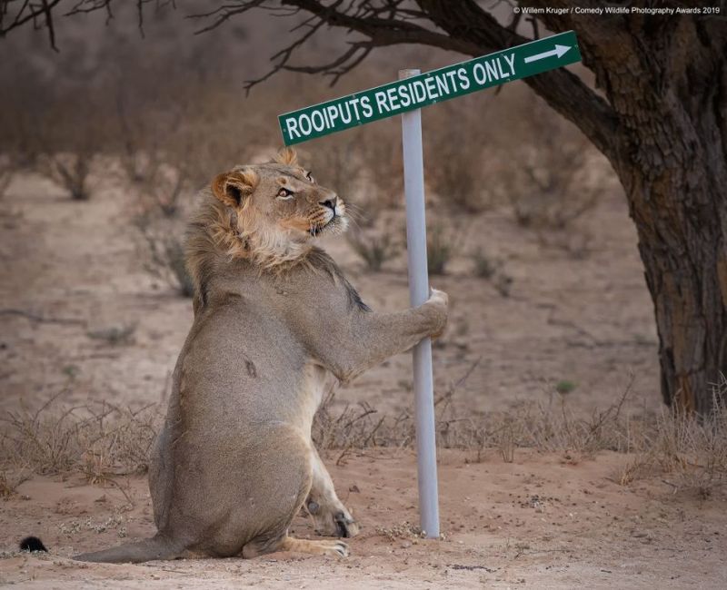 Top 40 finalists of The Comedy Wildlife Photography Awards Would Make You Laugh Out Loud