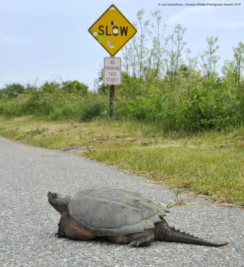 Top 40 finalists of The Comedy Wildlife Photography Awards Would Make You Laugh Out Loud