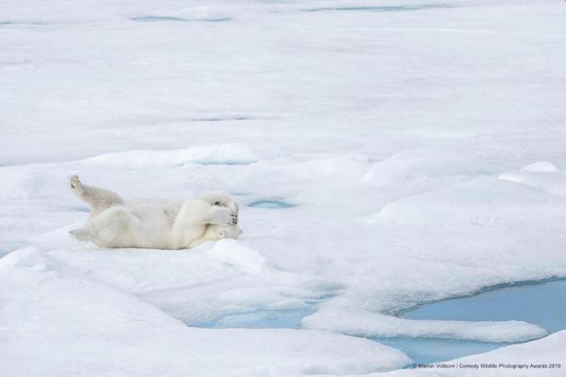 Top 40 finalists of The Comedy Wildlife Photography Awards Would Make You Laugh Out Loud