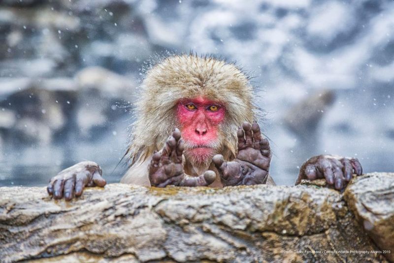 Top 40 finalists of The Comedy Wildlife Photography Awards Would Make You Laugh Out Loud