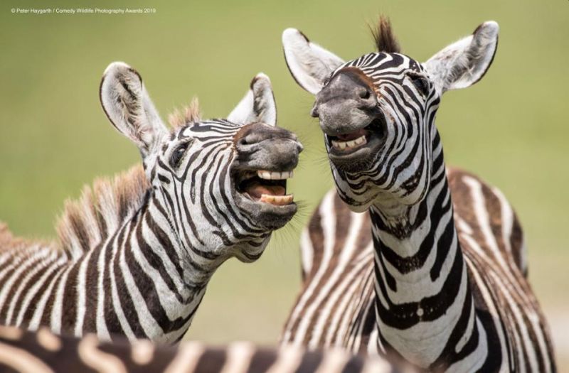 Top 40 finalists of The Comedy Wildlife Photography Awards Would Make You Laugh Out Loud