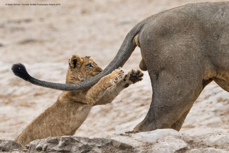 Top 40 finalists of The Comedy Wildlife Photography Awards Would Make You Laugh Out Loud