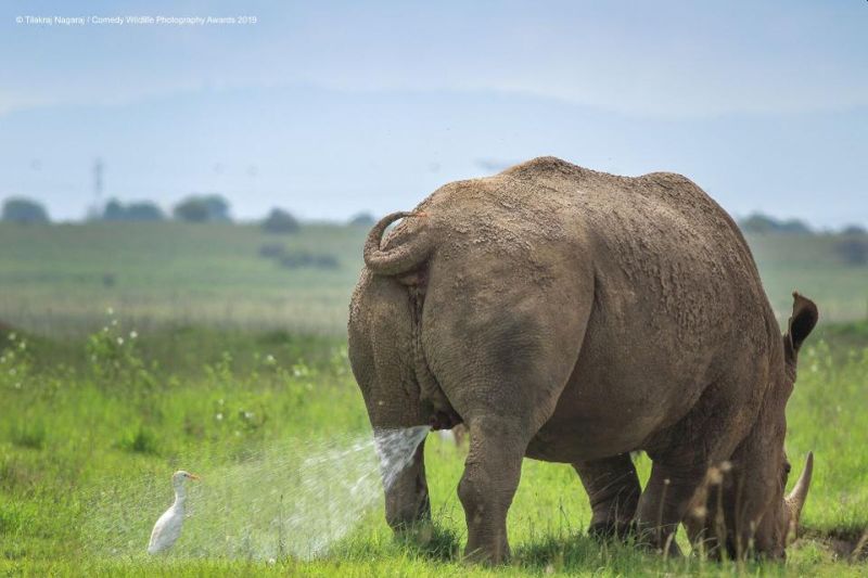 Top 40 finalists of The Comedy Wildlife Photography Awards Would Make You Laugh Out Loud