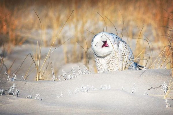 Top 40 finalists of The Comedy Wildlife Photography Awards Would Make You Laugh Out Loud