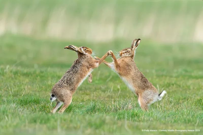 Top 40 finalists of The Comedy Wildlife Photography Awards Would Make You Laugh Out Loud