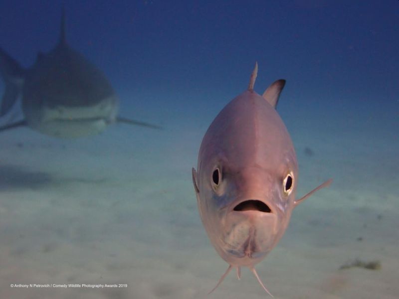 Top 40 finalists of The Comedy Wildlife Photography Awards Would Make You Laugh Out Loud