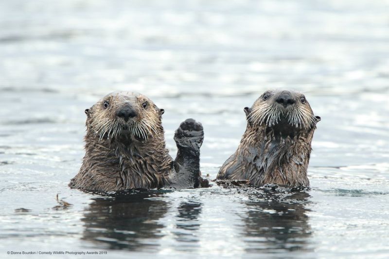 Top 40 finalists of The Comedy Wildlife Photography Awards Would Make You Laugh Out Loud