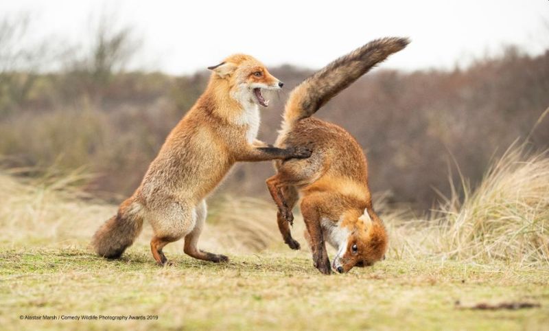 Top 40 finalists of The Comedy Wildlife Photography Awards Would Make You Laugh Out Loud