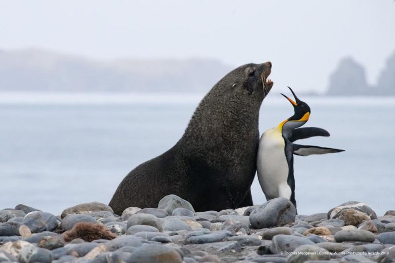 Top 40 finalists of The Comedy Wildlife Photography Awards Would Make You Laugh Out Loud