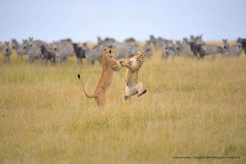 Image: Adwait Alphale / Comedy Wildlife Photography Awards 2019