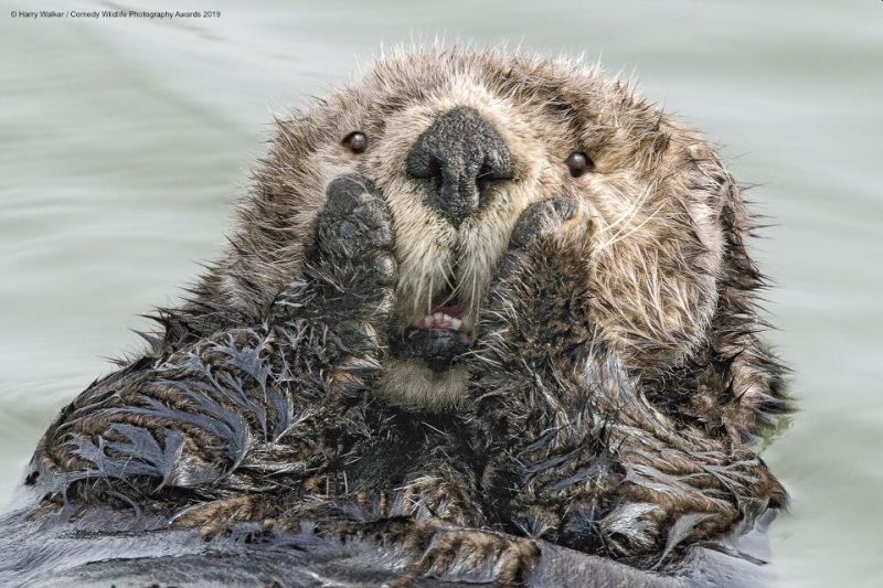 Top 40 finalists of The Comedy Wildlife Photography Awards Would Make You Laugh Out Loud