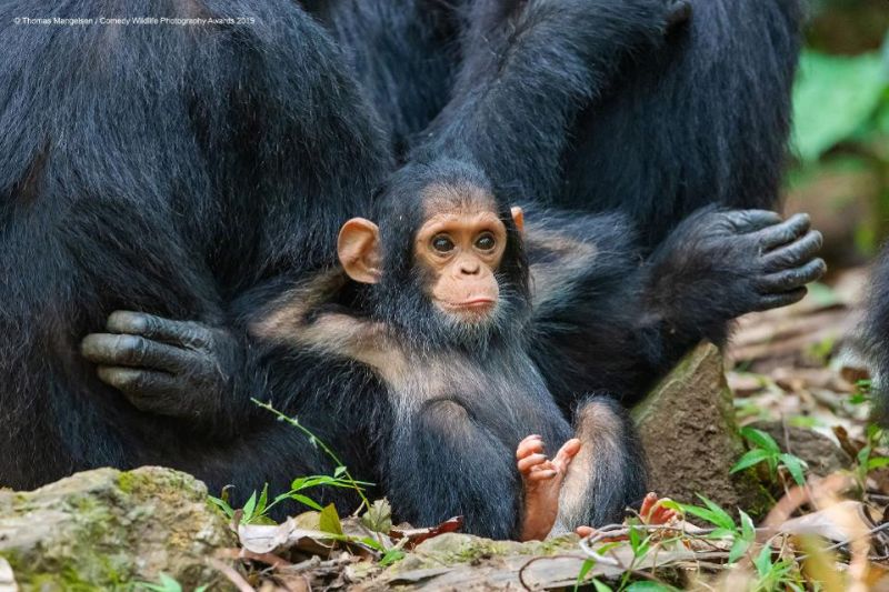 Top 40 finalists of The Comedy Wildlife Photography Awards Would Make You Laugh Out Loud