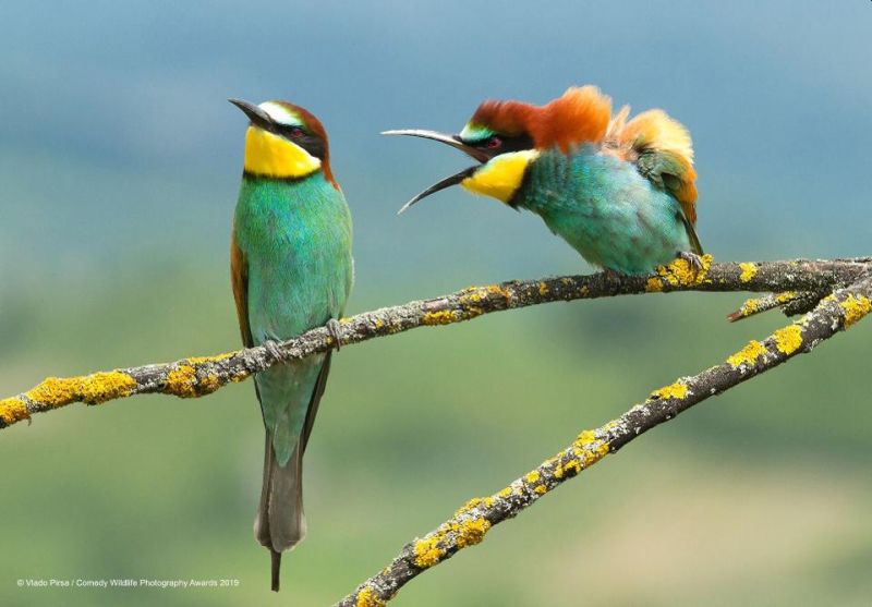 Top 40 finalists of The Comedy Wildlife Photography Awards Would Make You Laugh Out Loud