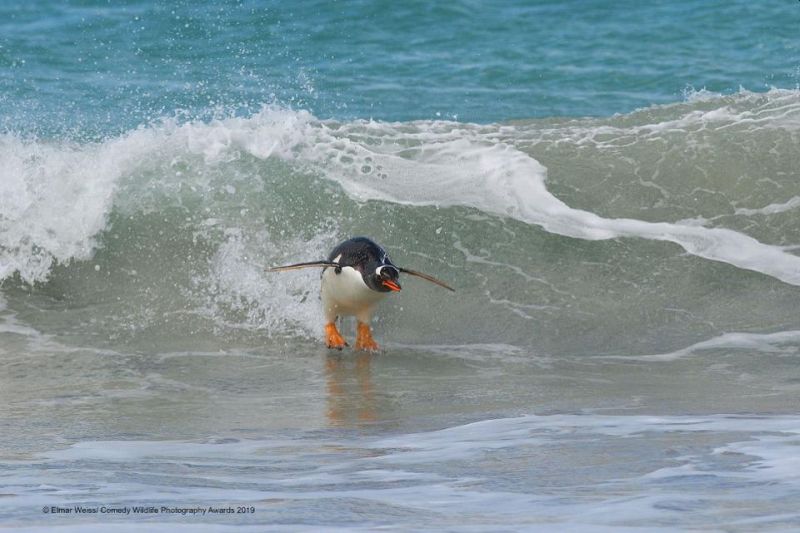 Top 40 finalists of The Comedy Wildlife Photography Awards Would Make You Laugh Out Loud