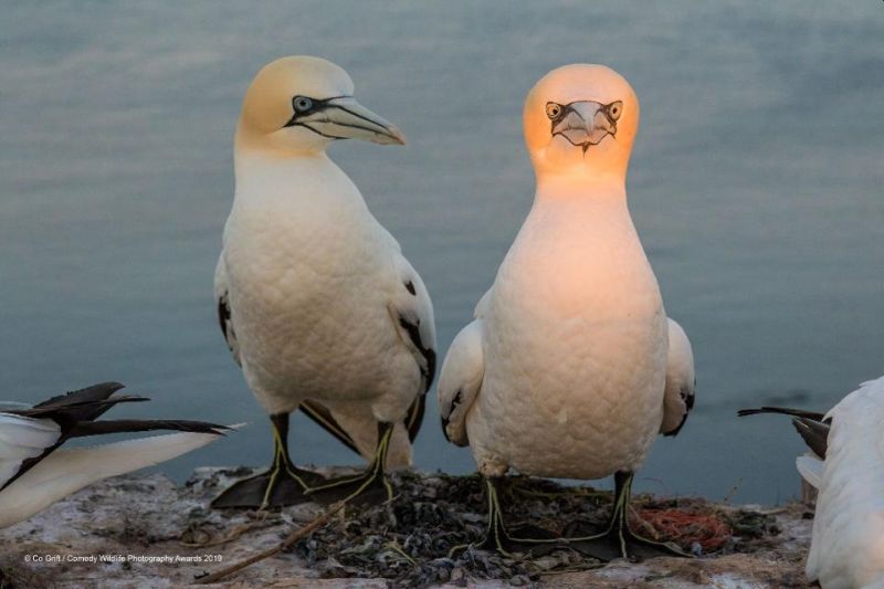 Top 40 finalists of The Comedy Wildlife Photography Awards Would Make You Laugh Out Loud