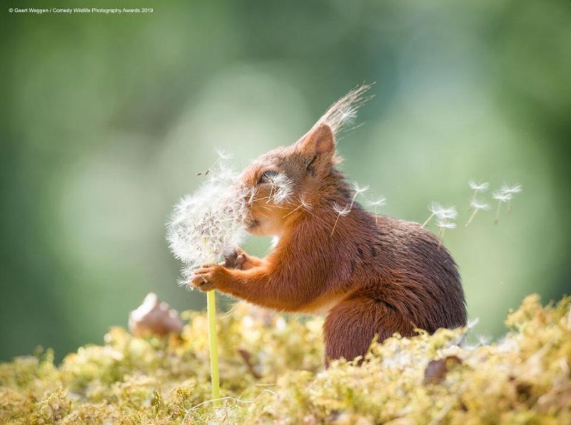 Top 40 finalists of The Comedy Wildlife Photography Awards Would Make You Laugh Out Loud