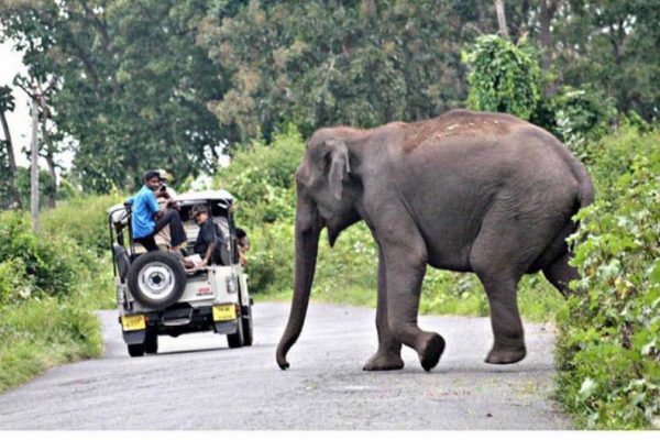 Uttarakhand Government to Use Bio-fencing to Avoid Human-Animal Conflicts