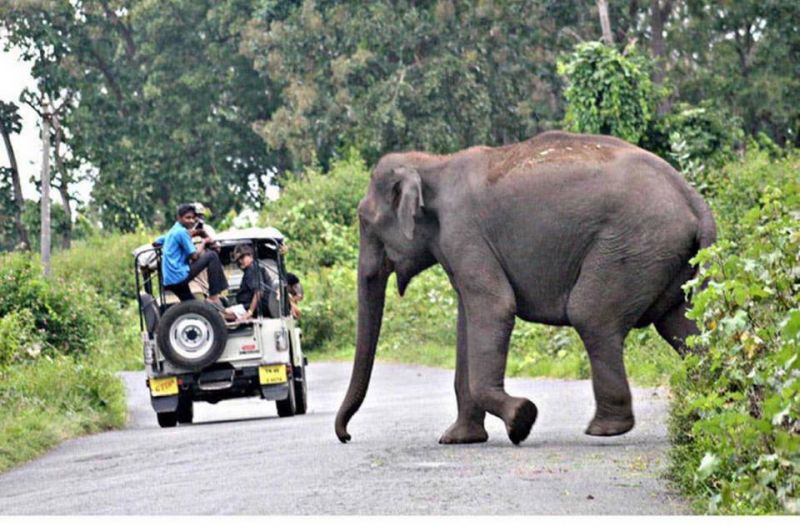 Uttarakhand Government to Use Bio-fencing to Avoid Human-Animal Conflicts