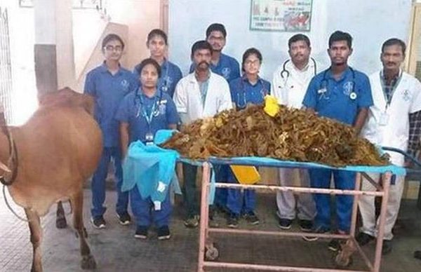Doctors Removed 52 kg of Plastic Waste from Cow’s Stomach in Tamil Nadu